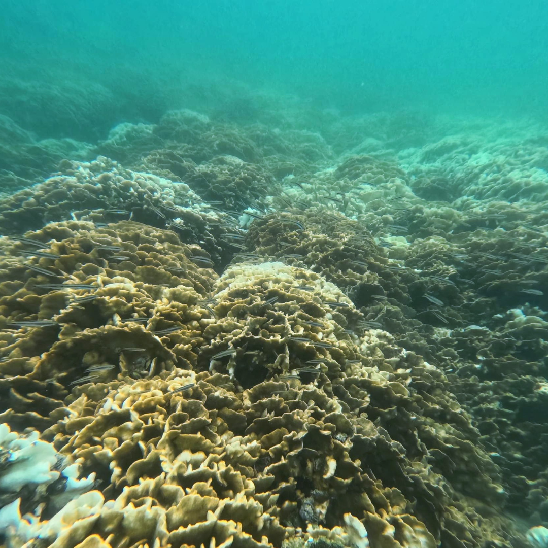 西貢橋咀島浮潛體驗團|包專業教練、來回船費、浮潛裝備、救生衣