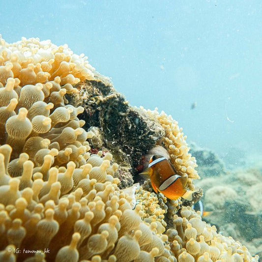 크레센트 아일랜드 스노클링 투어