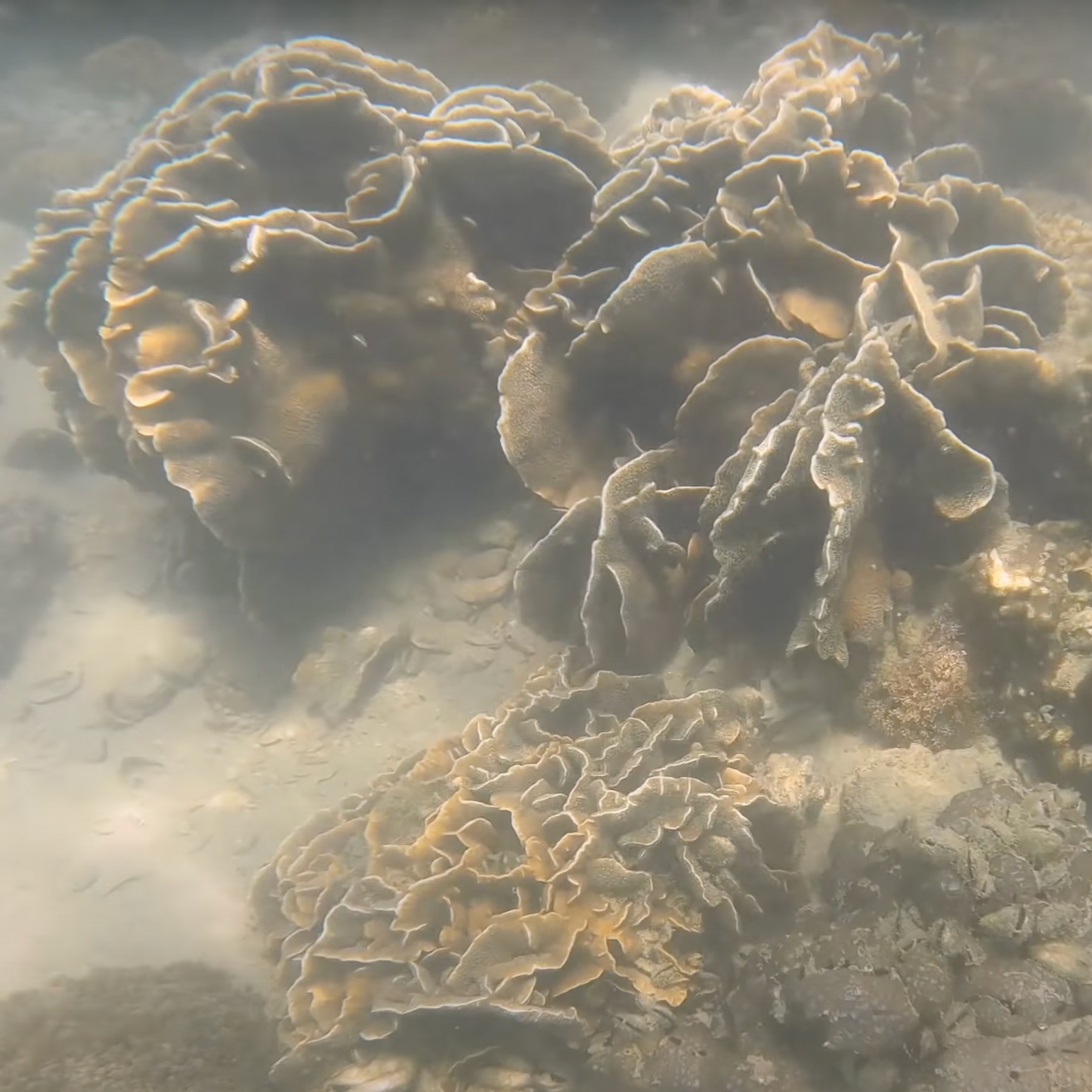 Crescent Island Snorkeling Tour