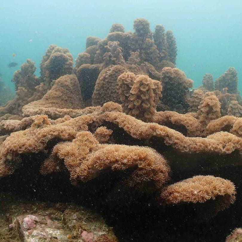 Long Mong Wan Snorkeling Tour