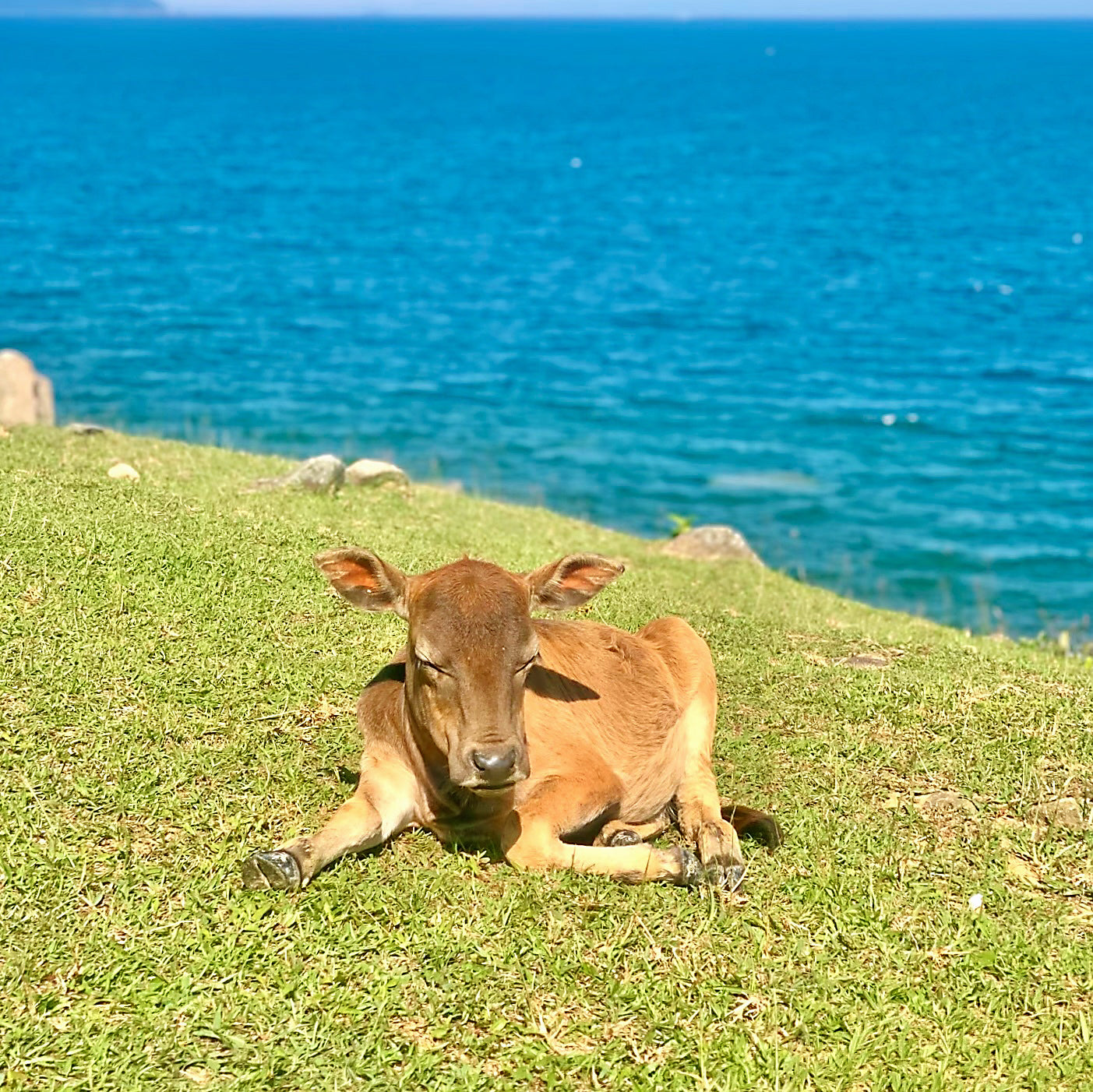 地質公園赤紅海岸跳島導賞團(神秘的恐龍石)