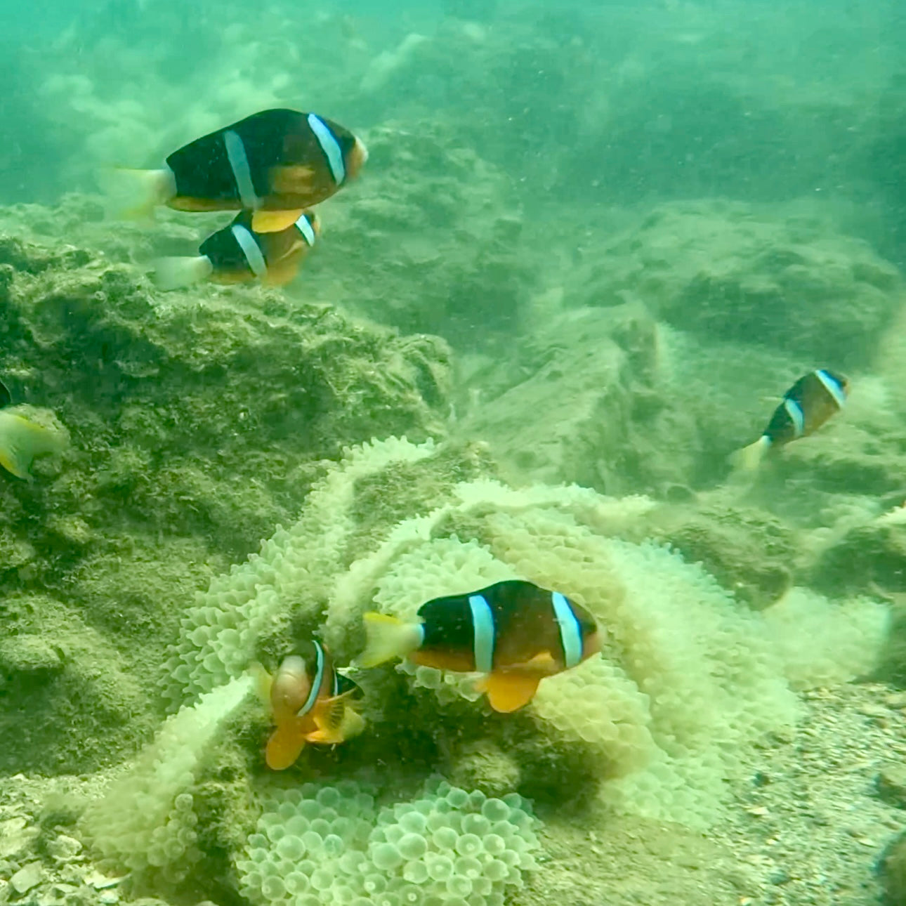 NEMO Clownfish Snorkeling Tour