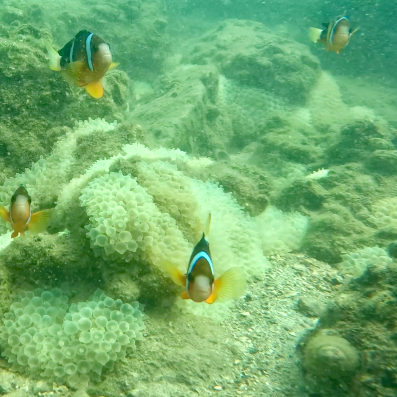NEMO Clownfish Snorkeling Tour