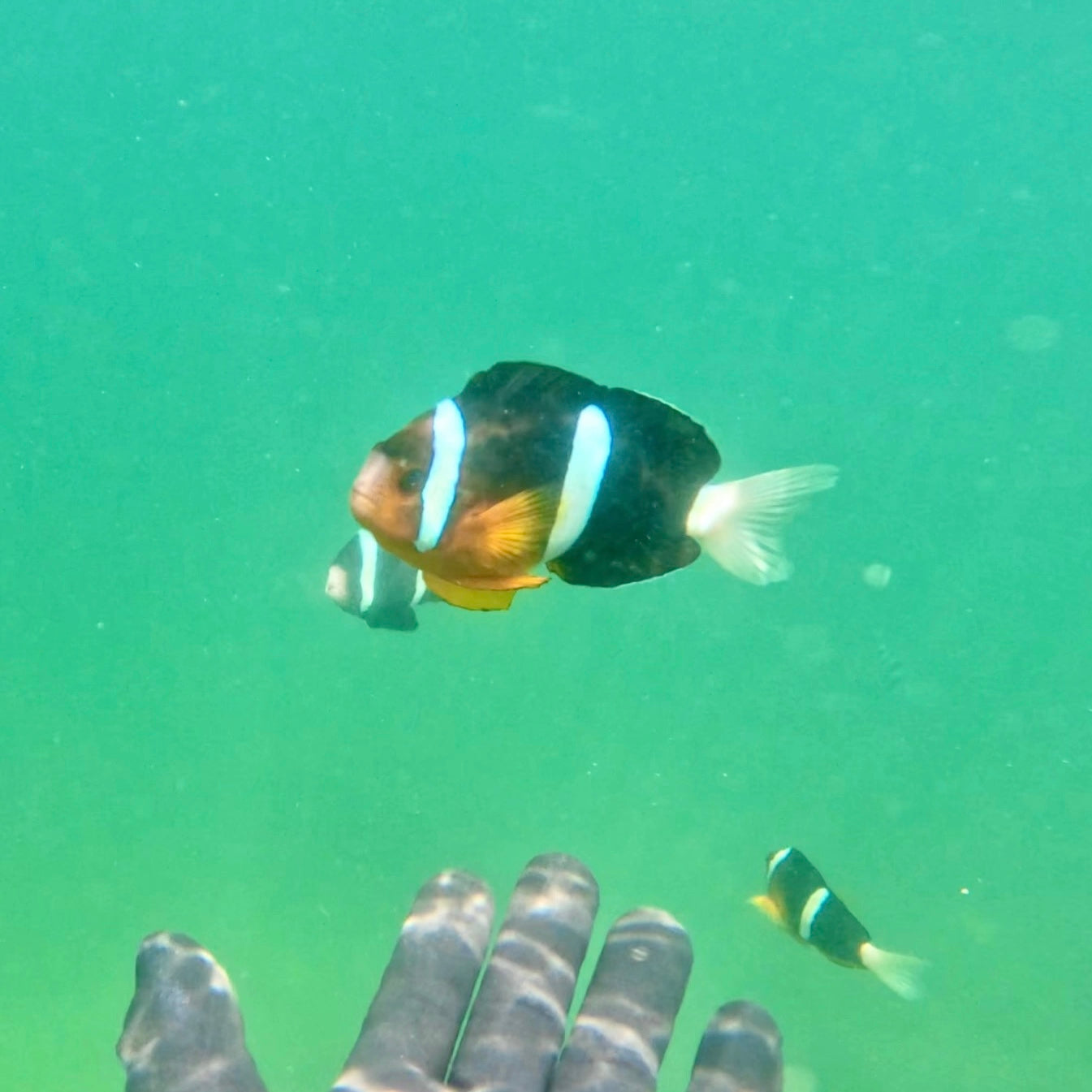 NEMO Clownfish Snorkeling Tour
