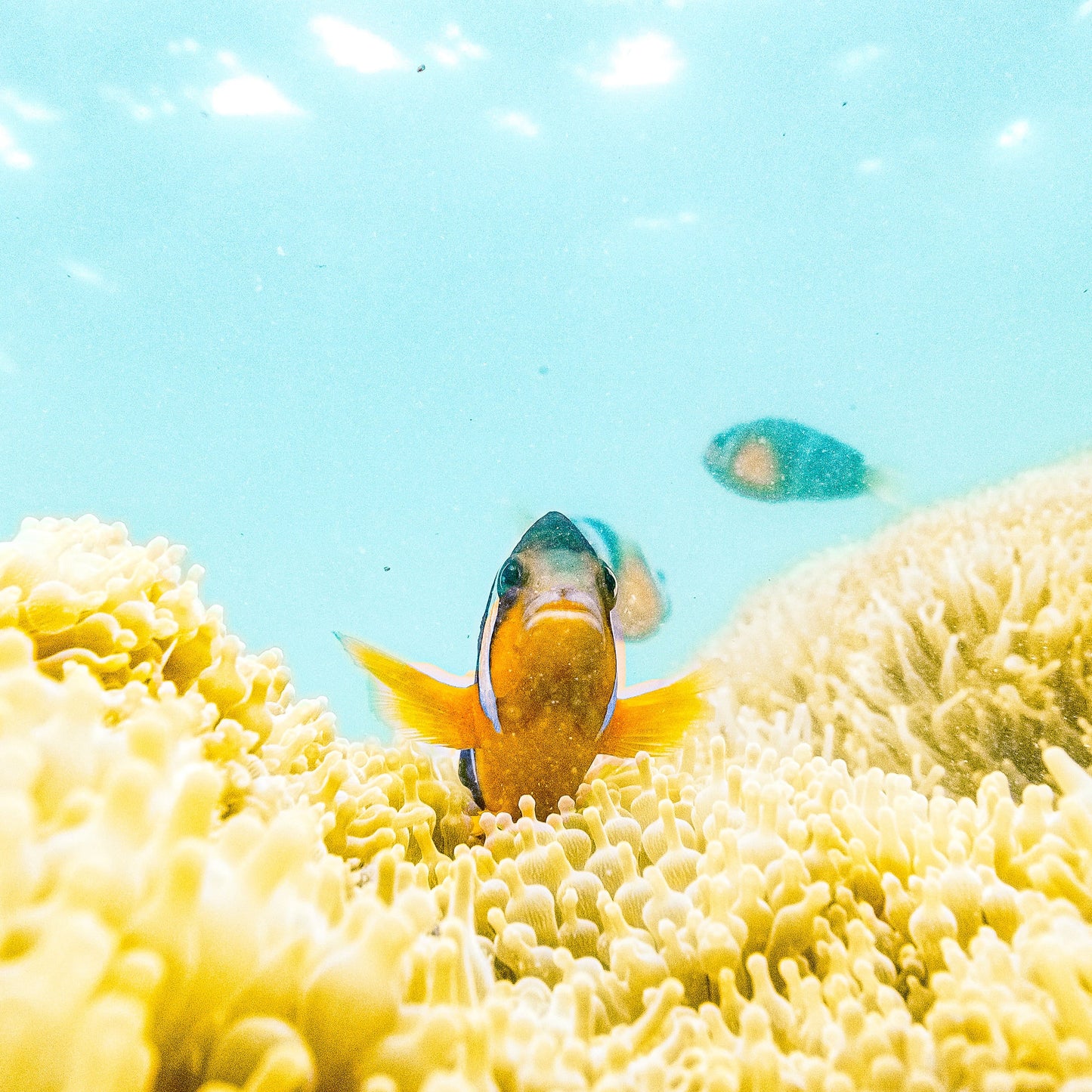 滘西灣浮潛體驗團(+探索香港最大漁排)