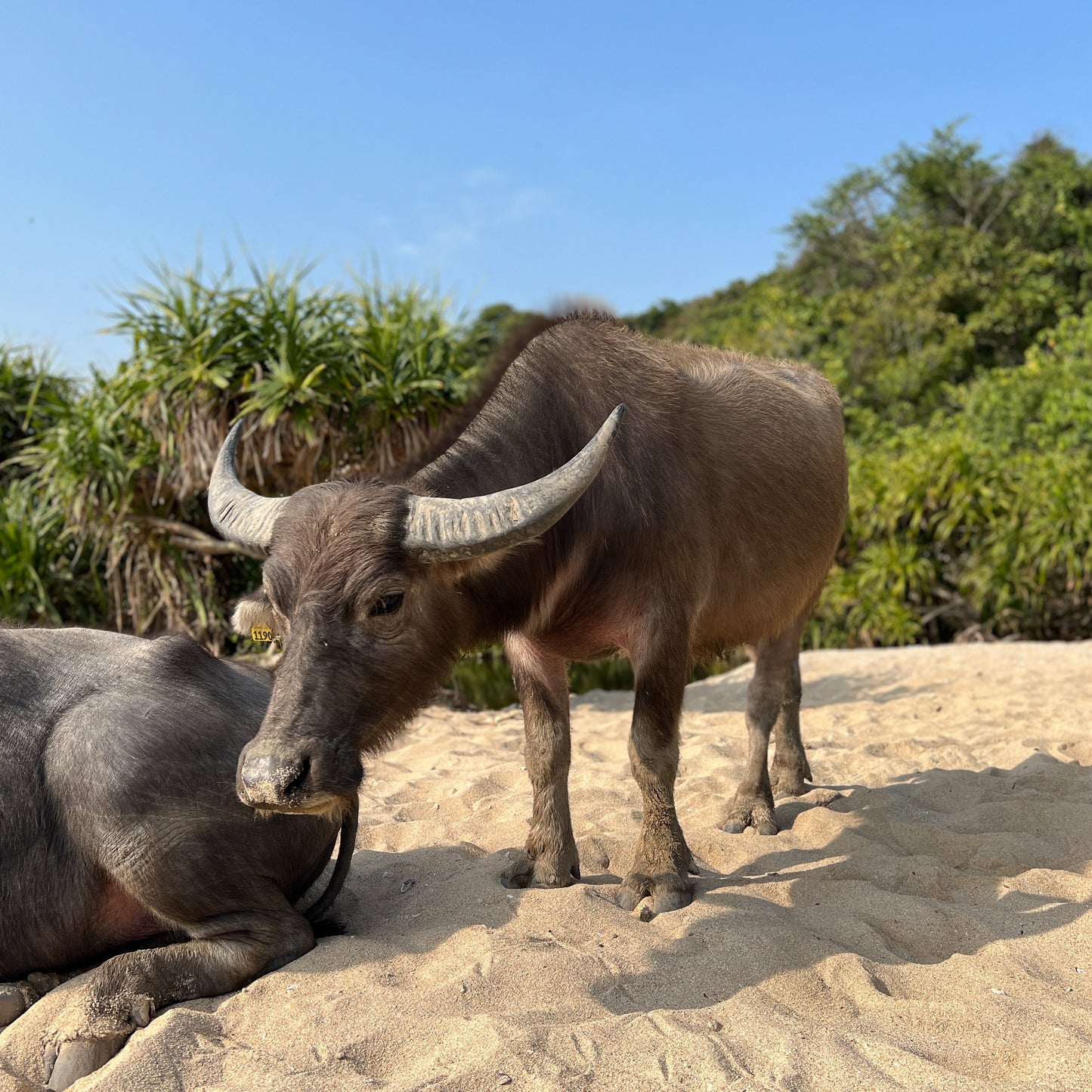 Ngau Kwu Wan (Lantau Island South)
