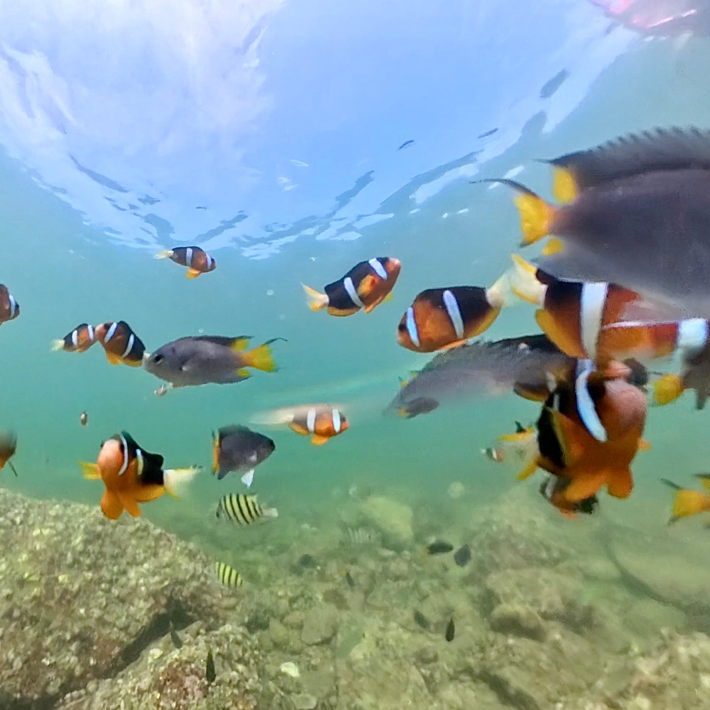 NEMO Clownfish Snorkeling Tour