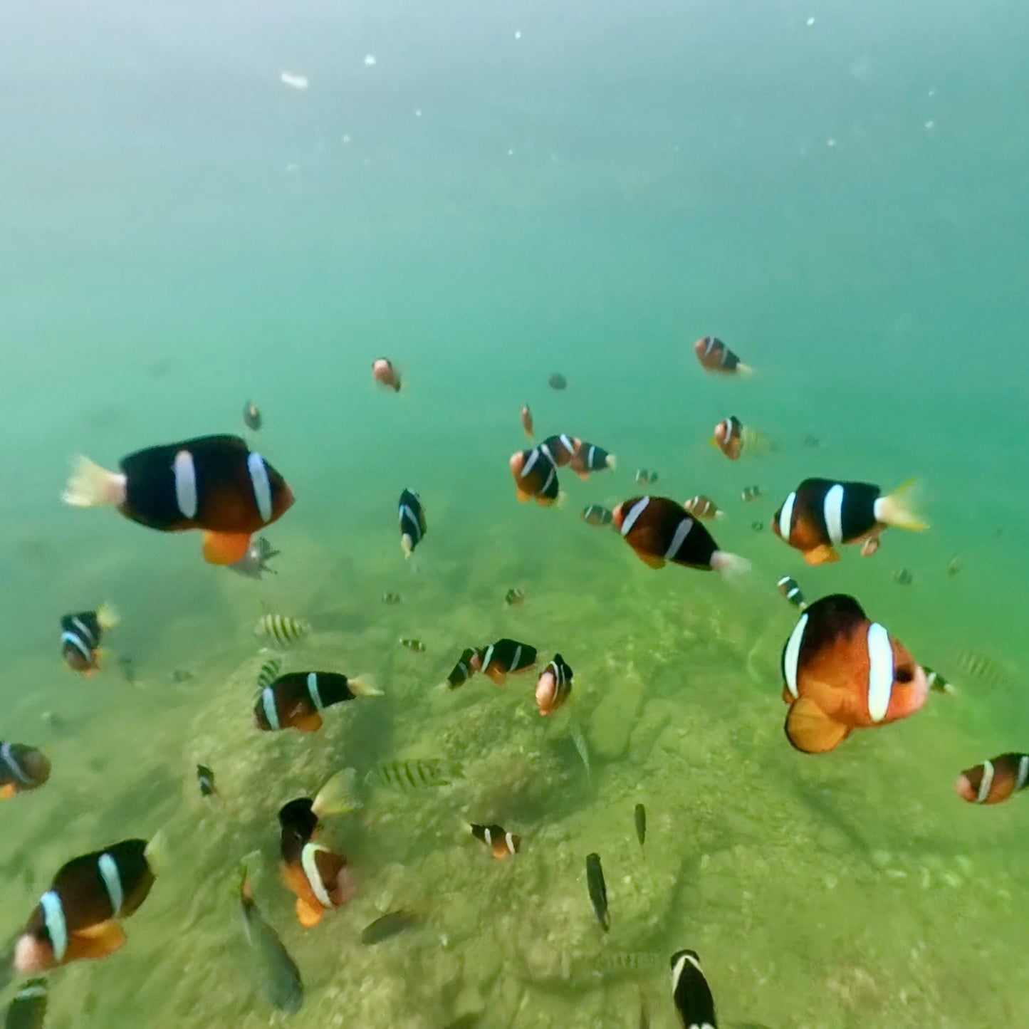 NEMO Clownfish Snorkeling Tour