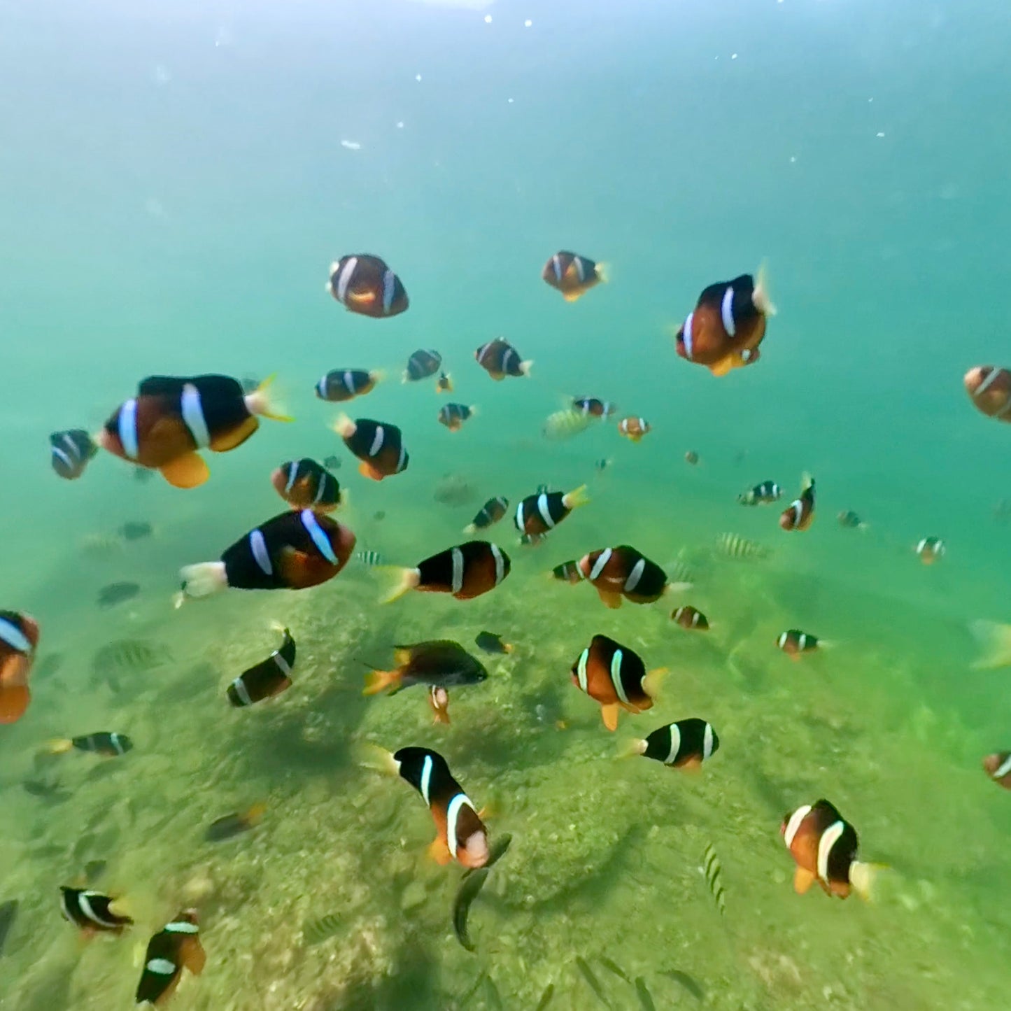 NEMO Clownfish Snorkeling Tour