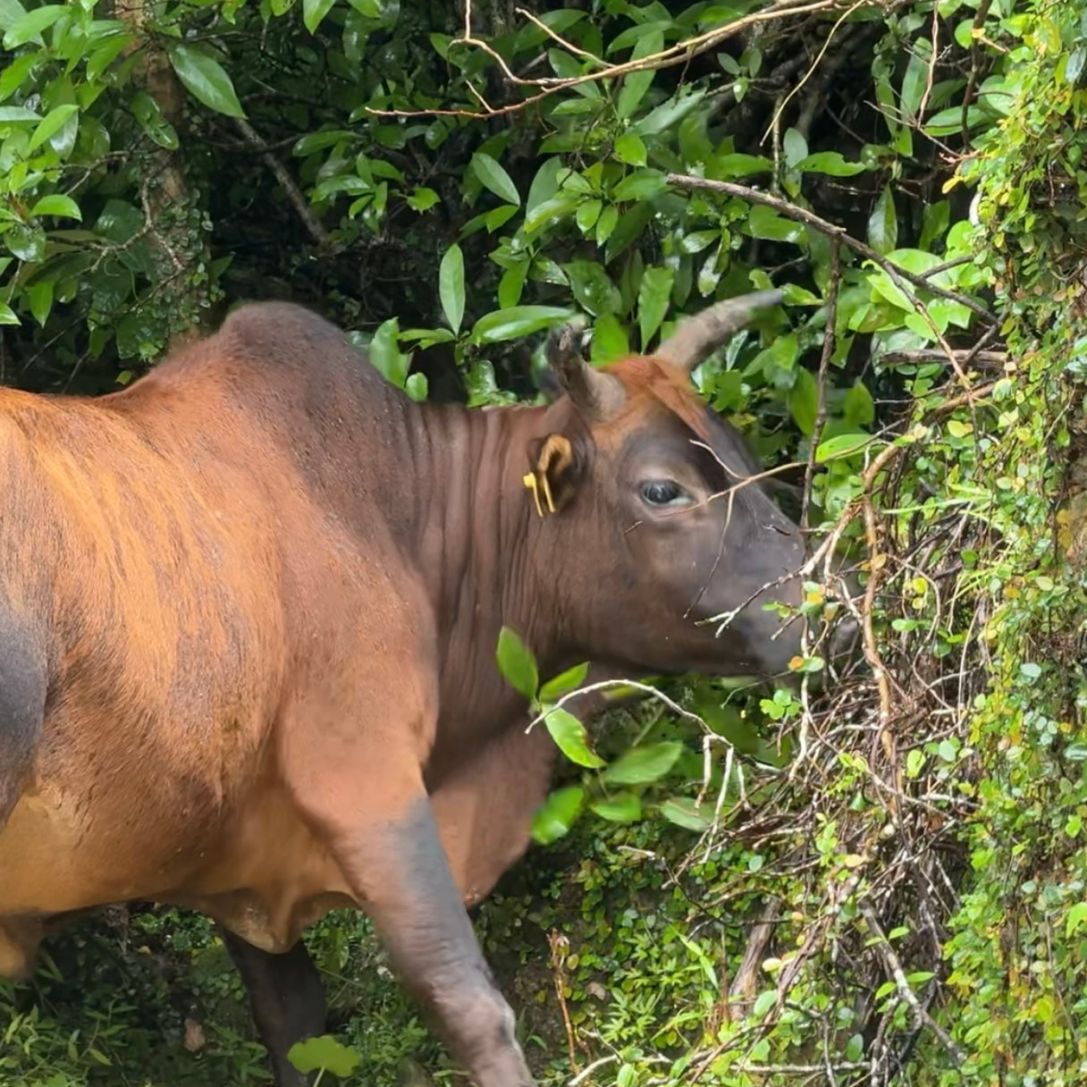 タップ・ムン(草の島)