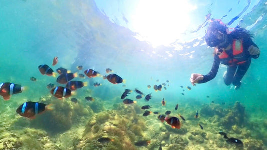 Discover Hong Kong's Underwater Magic: Hong Kong Geopark Boat Sightseeing Tour + Nemo Clownfish Snorkelling Combo Package