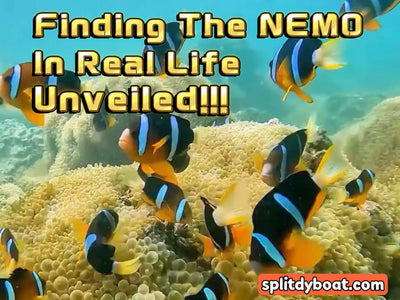 The Clownfish's Brain Changes Before Its Body — and That's the Real Nightmare