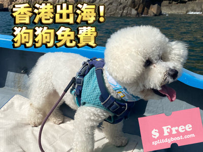 【香港狗狗活動】狗狗快艇出海玩沙灘費用全免！主人一邊睇地質、一邊沙灘游水消暑 - Splitdyboat