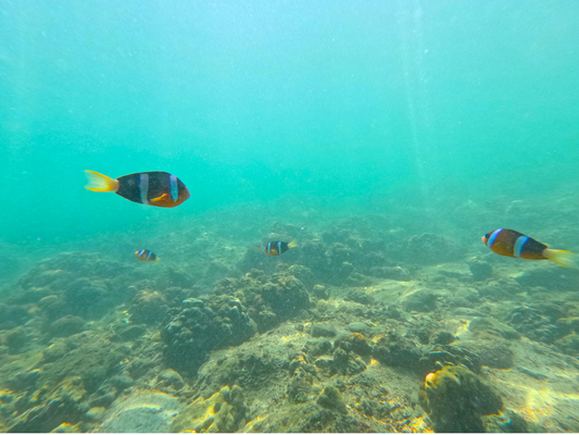 Snorkeling in Port Island: Exploring Hong Kong's Coral Haven
