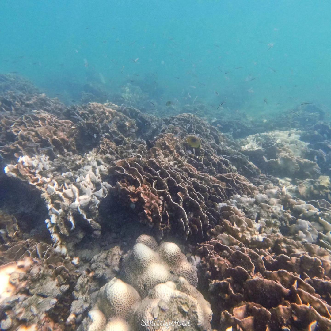 西貢橋咀島浮潛體驗團｜包專業教練、來回船費、浮潛裝備、救生衣