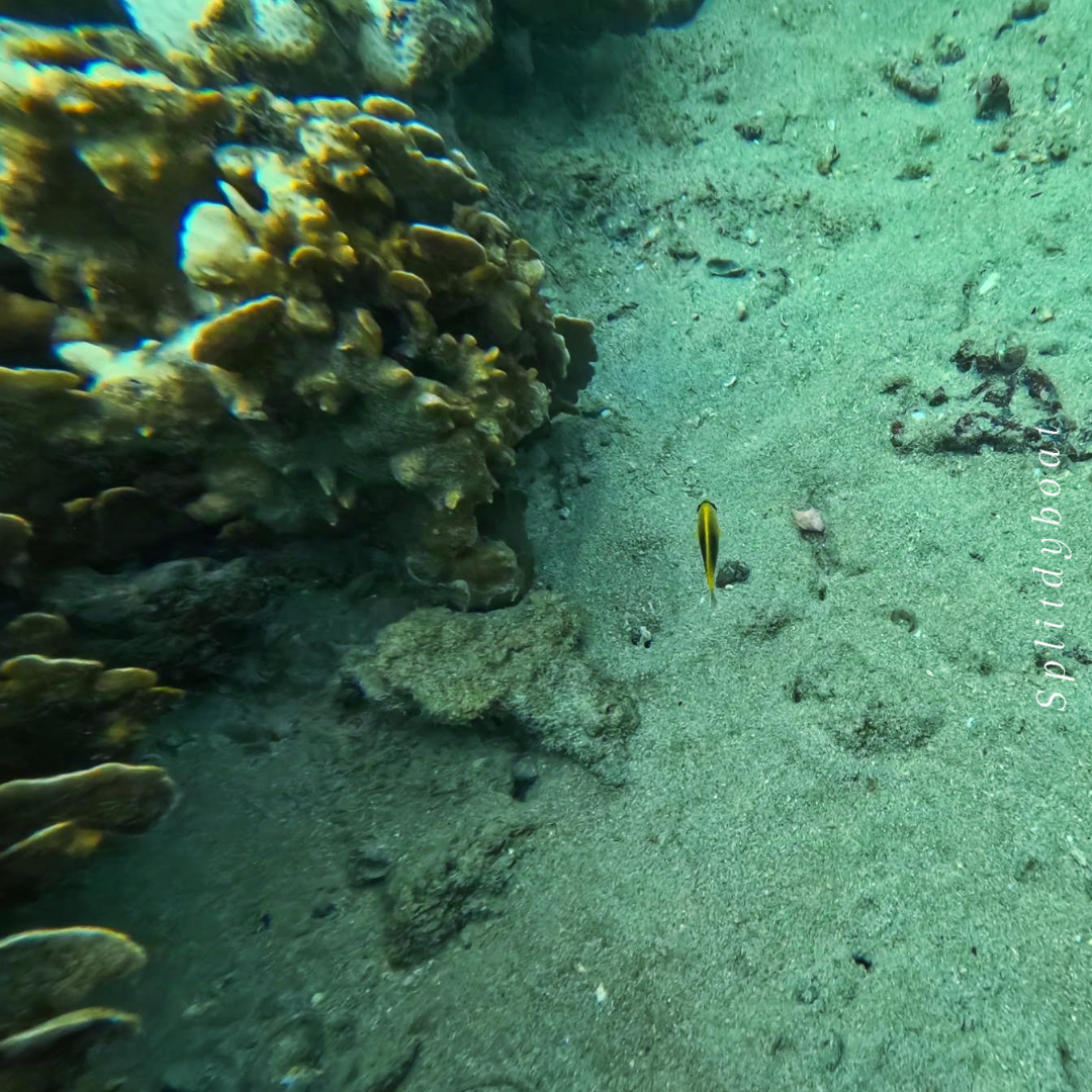 西貢橋咀島浮潛體驗團｜包專業教練、來回船費、浮潛裝備、救生衣