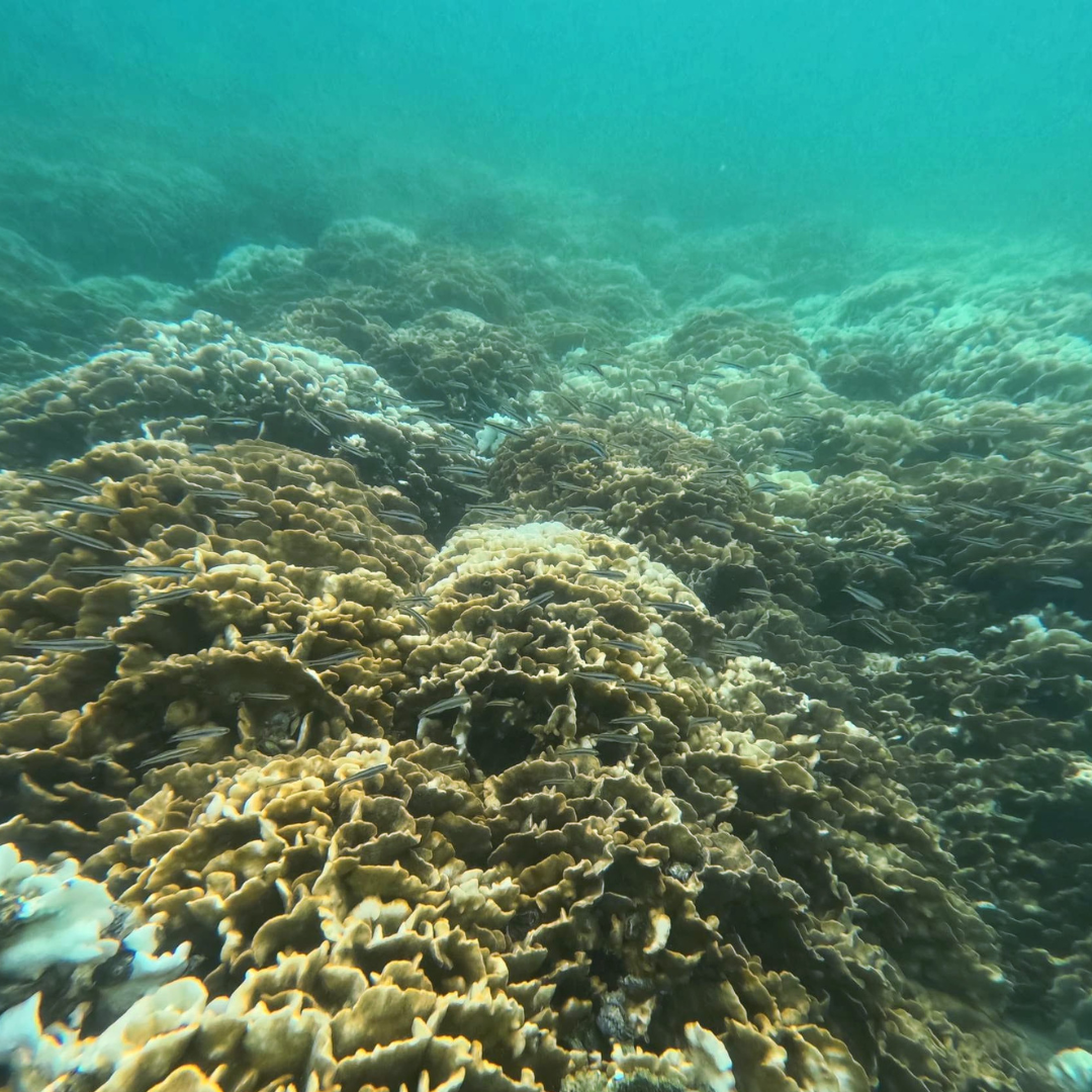 西貢橋咀島浮潛體驗團｜包專業教練、來回船費、浮潛裝備、救生衣