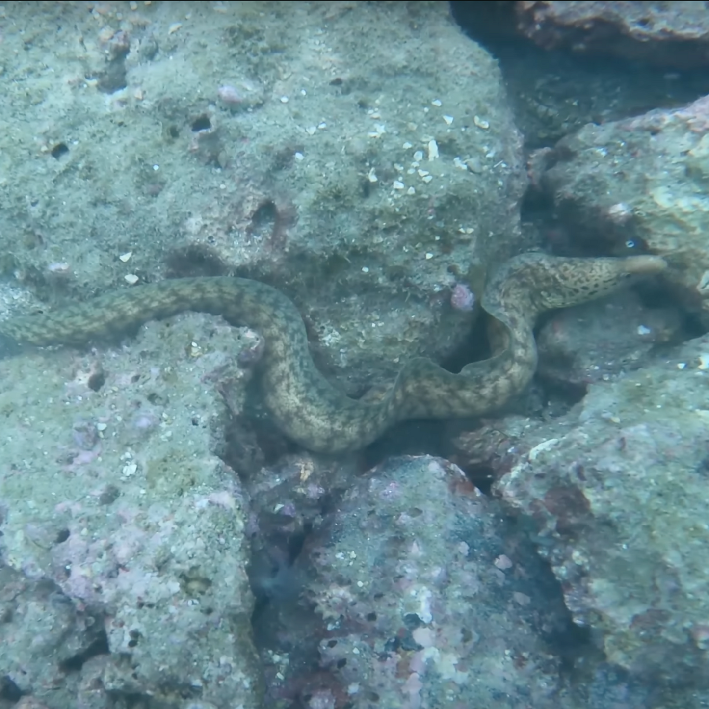 Sai Kung Basalt Island Fun Dive Tour (Finding NEMO)