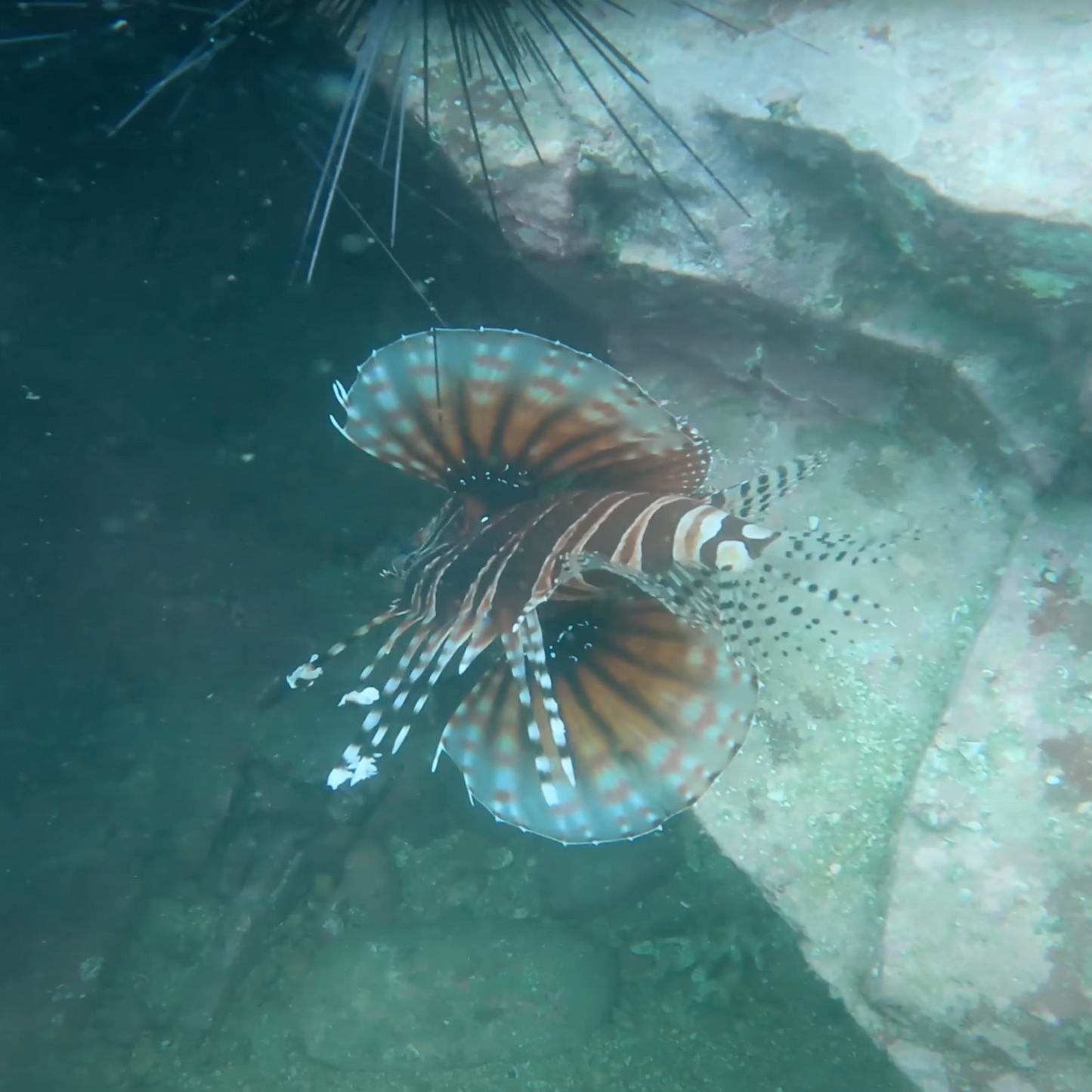 Sai Kung Basalt Island Fun Dive Tour (Finding NEMO)