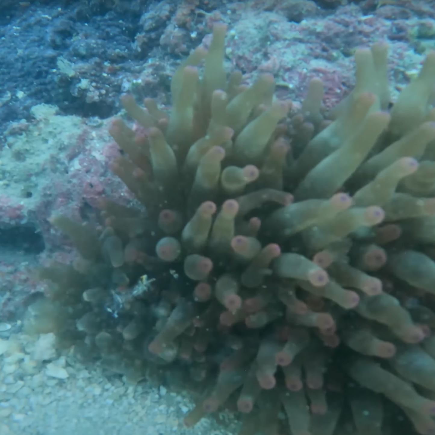 Sai Kung Basalt Island Fun Dive Tour (Finding NEMO)