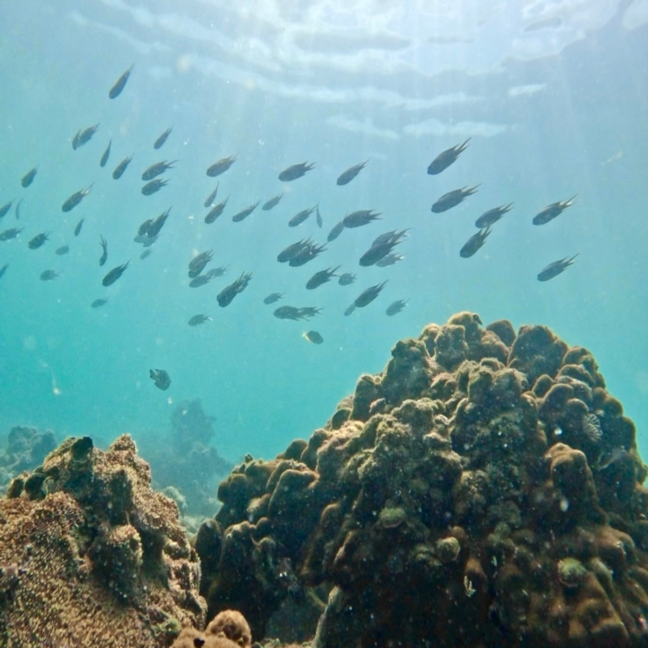 (3,5 ore) Coasteering alle Doppie Archi Marine e Snorkeling nell'Area Nascosta di Corallo
