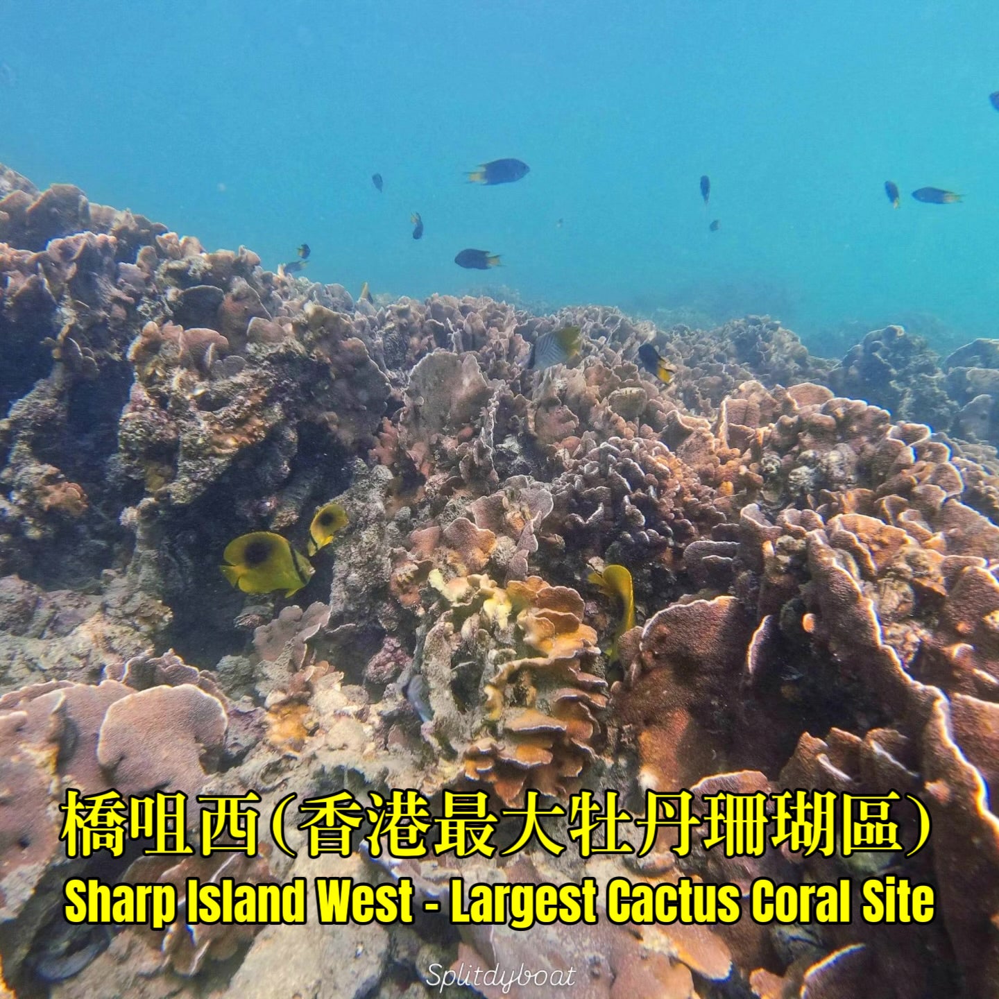 (3,5 ore) Coasteering alle Doppie Archi Marine e Snorkeling nell'Area Nascosta di Corallo
