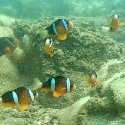 Tour de snorkel con pez payaso NEMO