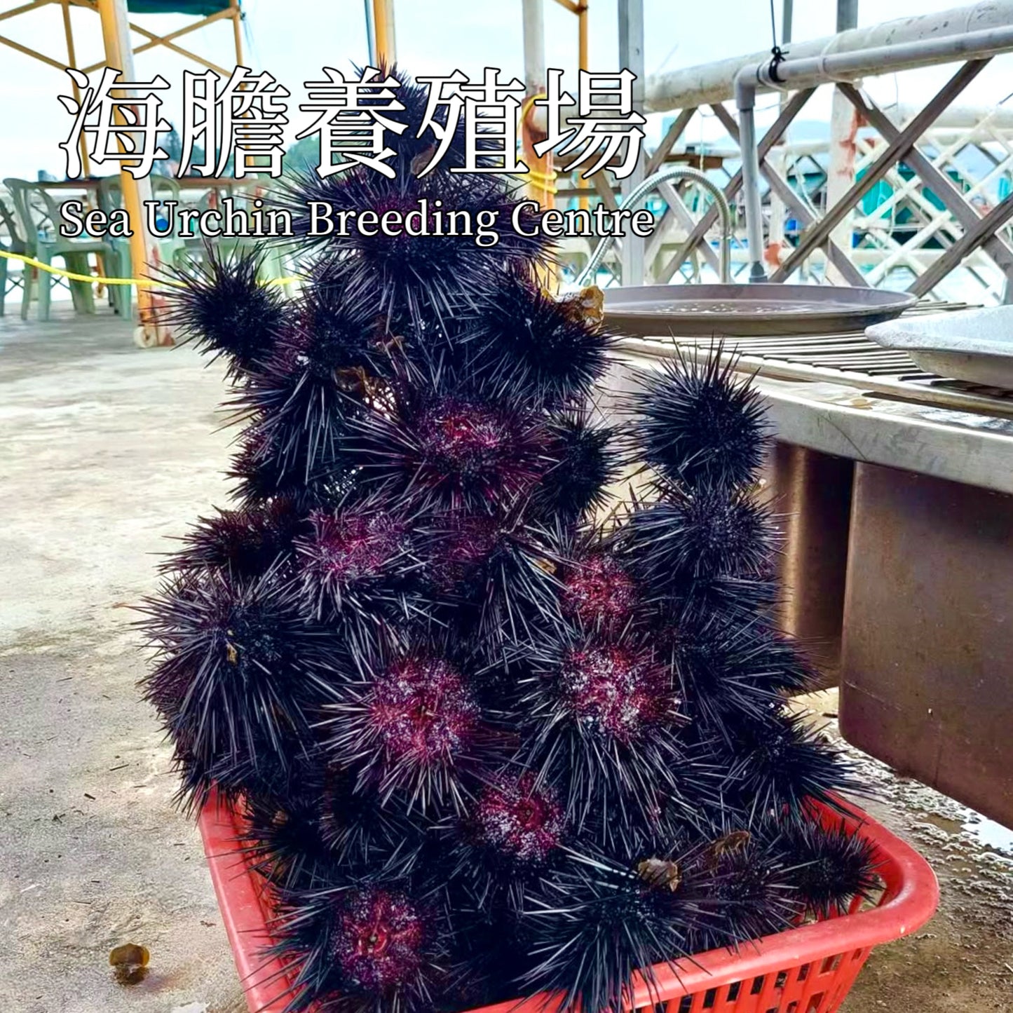 (6 hrs) Speedboat Hong Kong Geopark Ultimate Volcano Sightseeing + 3 Island Stop Food Taste + Beach Snorkelling Tour