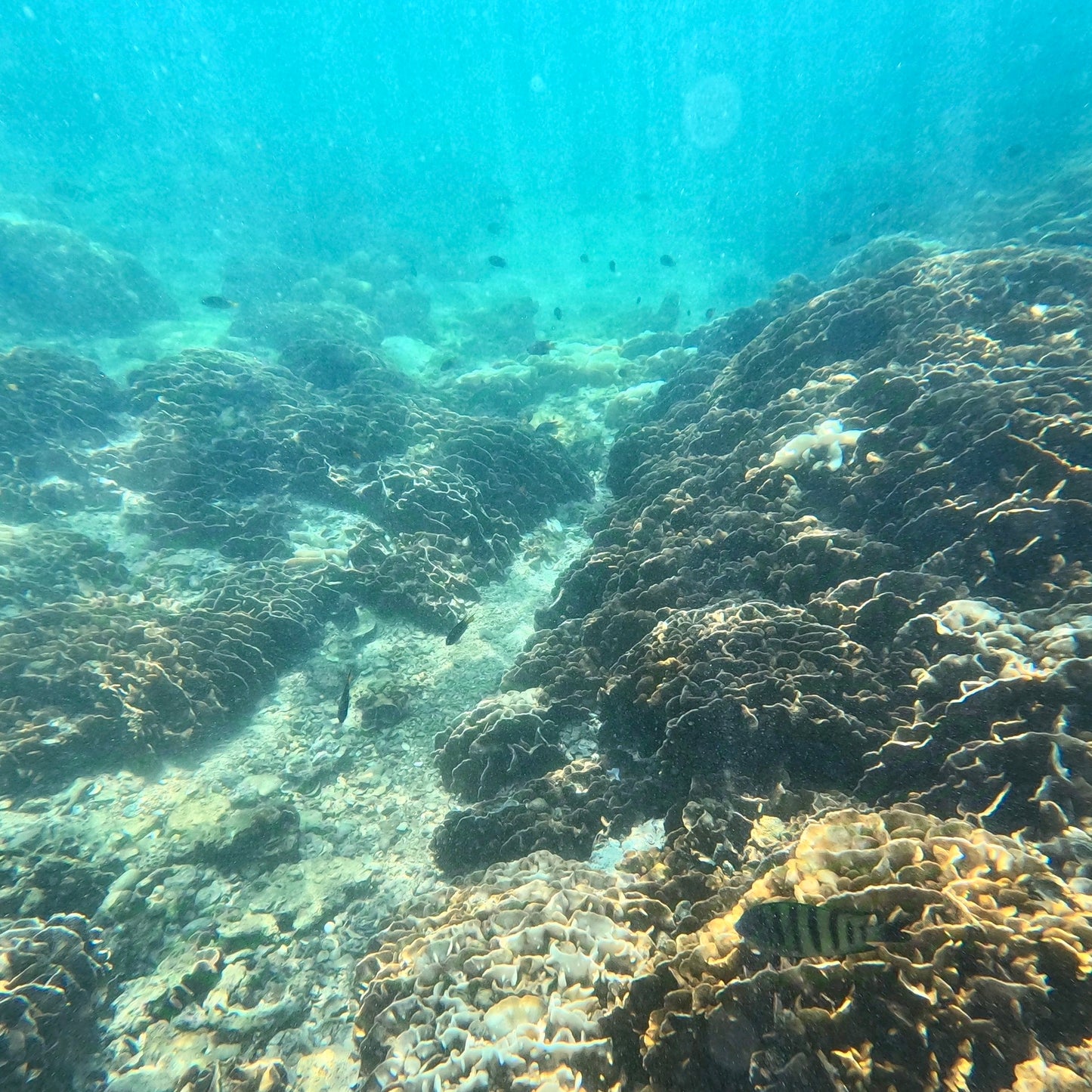 (3,5 ore) Coasteering alle Doppie Archi Marine e Snorkeling nell'Area Nascosta di Corallo