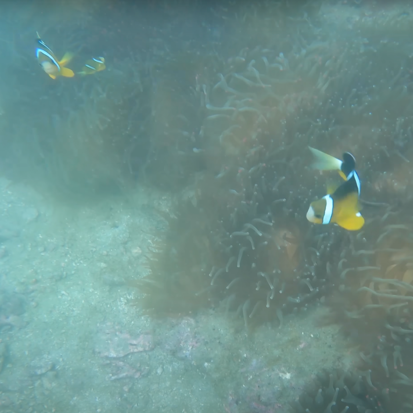 Sai Kung Basalt Island Fun Dive Tour (Finding NEMO)