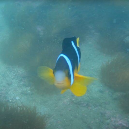 Sai Kung Basalt Island Fun Dive Tour (Finding NEMO)