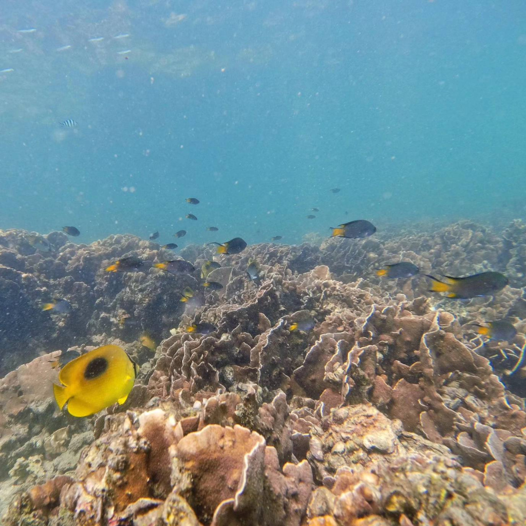 西貢橋咀島浮潛體驗團｜包專業教練、來回船費、浮潛裝備、救生衣